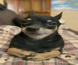 user pfp