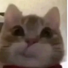 Ilovecats89858958's profile picture