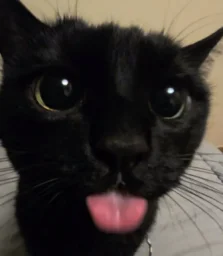 user pfp