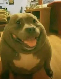 user pfp