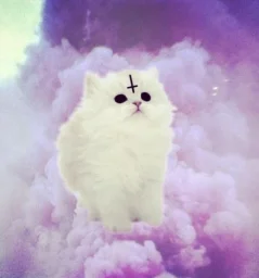 user pfp