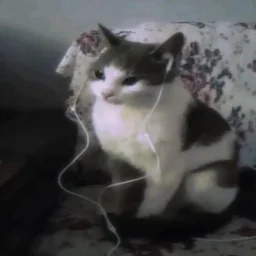 user pfp