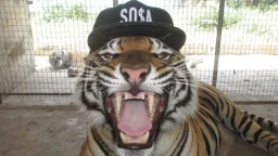 user pfp