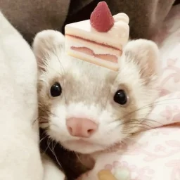 user pfp