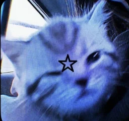 user pfp