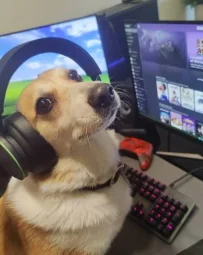 user pfp