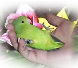 user pfp