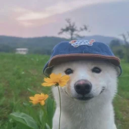 user pfp