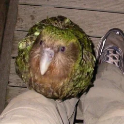 user pfp