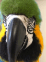 copacabana!'s profile picture