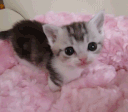 catsaremyspiritanimal's profile picture