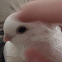 pigeondust09 ⦻'s profile picture