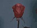 girlbloggrr's profile picture