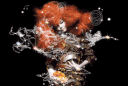 biophilia's profile picture
