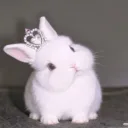꒰ঌᰔ໒꒱𝓢𝓾𝓰𝓪𝓻_𝓐𝓷𝓰𝓮𝓵 ꒰ঌᰔᩚ໒꒱