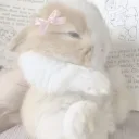 CUTEBUNNY's profile picture