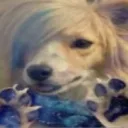 sal saccharine's profile picture