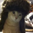 gingrcat