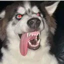 VinceLovesRatzXD's profile picture