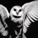 VampireFreak's profile picture