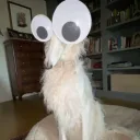 kosmo's profile picture