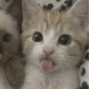meowblurghh's profile picture