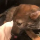 randomdoggoarchive