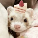 paperoni's profile picture