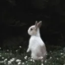 ☆ ★ ⋆｡bunny P bear °✩ ˙⋆✮⋆'s profile picture
