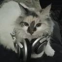 Fenx_Ordinary_Life's profile picture
