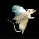 Rata voladoraA's profile picture