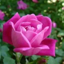 cattownroses:p's profile picture