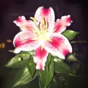 Lily jade's profile picture
