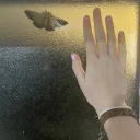 heartshapedsunglasses's profile picture