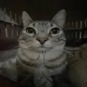 CellBiter2112's profile picture