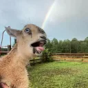 GOAT's profile picture