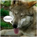 analogdog's profile picture