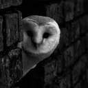 MoonlessOwl·.˚⋆'s profile picture