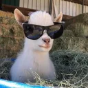 GOAT's profile picture