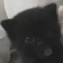 Oliveissoswag23's profile picture