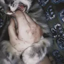 MORBID MAGGOT.'s profile picture