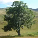 tree,