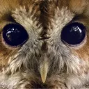 Milo Milo's profile picture