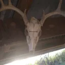 .xXPiercedPrincessXx.'s profile picture
