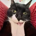 fouxzi's profile picture