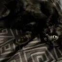 nocturnelle
