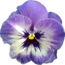 Ultra_violet121612 