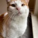 Sora the cat
