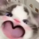 Potato