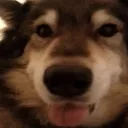 Runo_TheWolf's profile picture